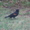 December Red-winged blackbird suspected injured