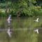 Great Blue Heron Chasing Great Egret