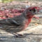 House Finch with possible Avian Pox.
