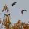 Beautiful Cedar Waxwings in Flight