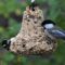 Downy Woodpecker and Chickadee share a meal at the Bell
