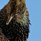 European Starling on suet feeder
