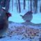 Female northern cardinal and a white-throated sparrow