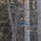 Blue Jay in flight December 20th