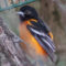 Baltimore Oriole with Disease Affecting Eye
