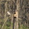 Barred Owl leaving nestbox