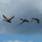 Mallards in Flight
