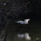 Great White Egret takes flight