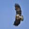 Juvenile Bald Eagle In-Flight Dining