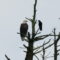 Bald Eagle with American Crow