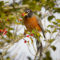 American Robin snacking on holly berries