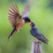 Barn Swallow Feeding