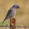 Western Bluebird (Juvenile)