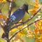 Steller’s Jay in bright fall colors.