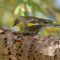 Yellow-rumped Warbler (Audubon’s) visiting sapsucker sap wells
