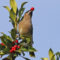 Cedar Waxwing with berry