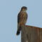 Falcon Merlin