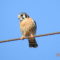 American Kestrel hunting from above