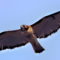 Red-tailed Hawk flyover