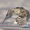 Snowy Owl – Lift Off