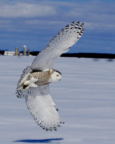 Snowy Owl - Lift Off - FeederWatch
