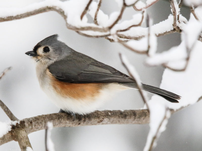 tufted titmouse sitting on a snow-covered branch