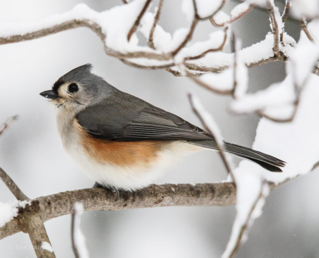 tufted titmouse sitting on a snow-covered branch