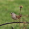 Wondrous White-crowned Sparrow