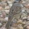 White-crowned Sparrow Adult