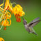 Anna’s hummingbird and Columbian Lily