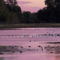 Sunset Waterbirds