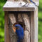Eastern Bluebirds Next Box