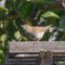 Hermit Thrush perched on the fence