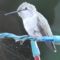Hummingbird getting into the season…