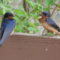 Nesting Barn Swallows