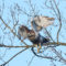 Morning hunt, red- tailed hawk