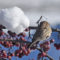 House Finch with snow and crabapples