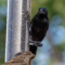 Grackle Doesn’t Share Food!
