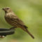House Finch female visits feeder