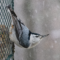 White-breated Nuthatch