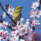 Spring warbler