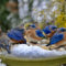 10 bluebirds at a heated birdbath in the winter