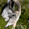 Anhinga Stretching and Looking Scary