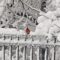 Cardinal in the snow