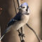 Blue Jay giving a pose
