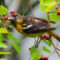 Baltimore Oriole eating berries