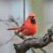 Northern Cardinal with House Finch Eye Disease?