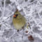 A fabulous female cardinal on a frosty morning in Southeast Michigan