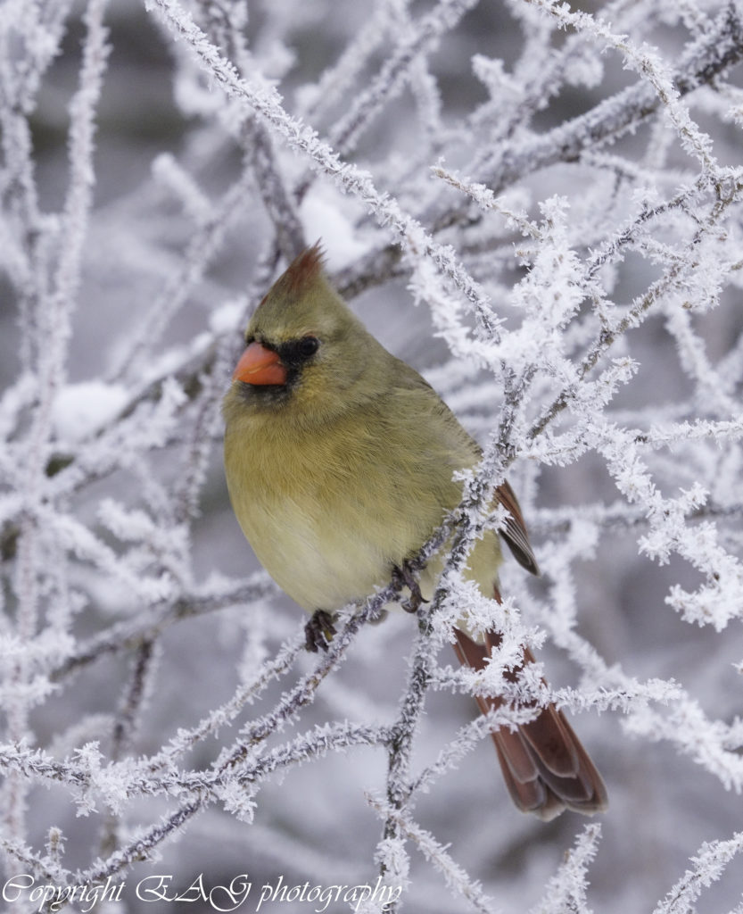 Winter Cardinals Coconut Fiber Mat, Seasonal: SERRV