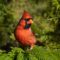 Cardinal in the Leland Cypress